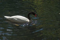 Чорнашыій лебедзь (Cygnus melancoryphus) у Маскоўскім заапарку