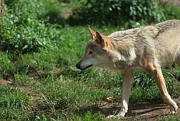 Шэры воўк (Canis lupus) у Маскоўскім заапарку