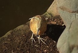 Жоўтая чапля (Ardeola ralloides) у Маскоўскім заапарку