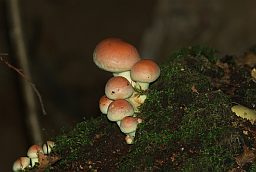 Паганка, воўчы грыб (Hypholoma sublateritium)