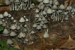 Гнаявік (Coprinus disseminatus)