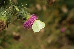 Лімонніца (Gonepteryx rhamni) на чартапалоху