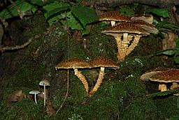 Воўчы грыб (Pholiota squarrosa, Чышуйчатка звычайная)