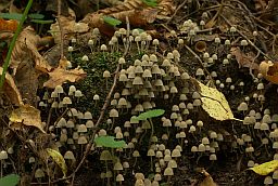 Гнаявік (Coprinus disseminatus)