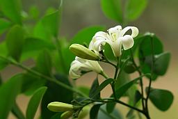 Квітнеючая венікавая муррайя (Murraya paniculata)