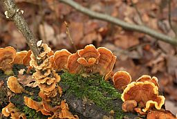 Здаецца, Карыолус шматколерны (Trametes versicolor, Coriolus versicolor)