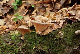 Вешенка рожковидная (Pleurotus cornucopiae)