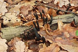 Ксілярыя (Xylaria polymorpha)