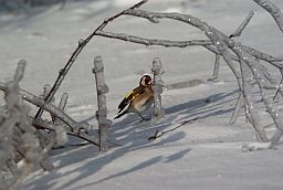 Чорнагаловы шчыгол (Carduelis carduelis)