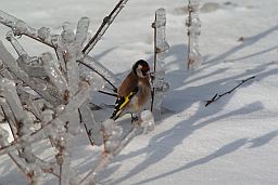 Чорнагаловы шчыгол (Carduelis carduelis)