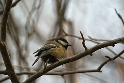 Сініца (Parus major)