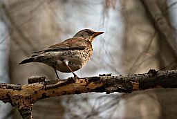 Рабіннік (Turdus pilaris)