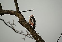 Сярэдні дзяцел (Dendrocopos medius)