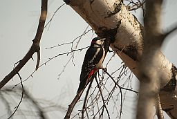 Вялікі пярэсты дзяцел (Dendrocopos major)