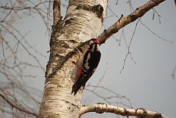 Вялікі пярэсты дзяцел (Dendrocopos major)