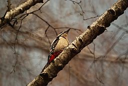 Вялікі пярэсты дзяцел (Dendrocopos major)