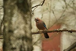 Сойка (Garrulus glandarius)