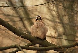 Сойка (Garrulus glandarius)