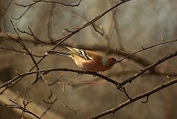 Берасцянка (Fringilla coelebs)