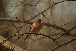 Самец берасцянкі (Fringilla coelebs)