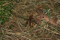 Шэршань (Vespa crabro)