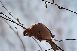 Берасцянка (Fringilla coelebs)