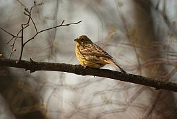 Звычайная аўсянка (Emberiza citrinella)