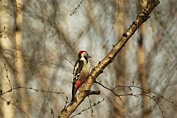 Сярэдні дзяцел (Dendrocopos medius)