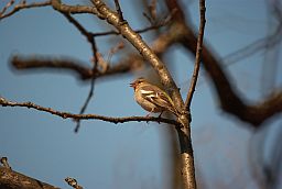 Самка берасцянкі (Fringilla coelebs)