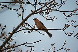 Сойка (Garrulus glandarius)