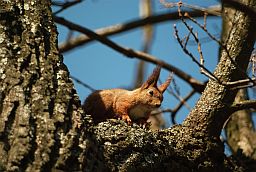 Звычайная вавёрка (Sciurus vulgaris)