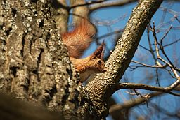 Звычайная вавёрка (Sciurus vulgaris)