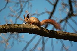 Звычайная вавёрка (Sciurus vulgaris)