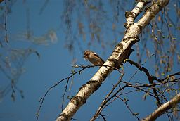 Самка берасцянкі (Fringilla coelebs)