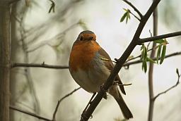 Малінаўка (Erithacus rubecula)