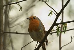 Малінаўка (Erithacus rubecula)