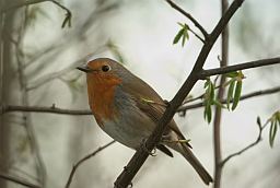 Малінаўка (Erithacus rubecula)