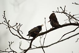 Шпакі (Sturnus Vulgaris)