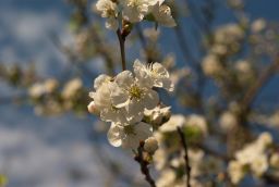 Кветкі алычы (Prunus divaricata)