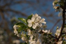 Кветкі вішні (Prunus cerasus)