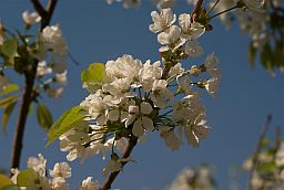 Кветкі вішні (Prunus cerasus)