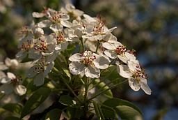 Кветкі грушы (Pyrus)