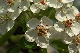 Кветкі грушы (Pyrus)