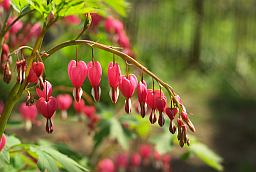 Діцентра (Dicentra)