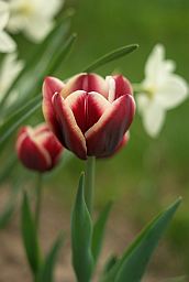 Цюльпан (Tulipa)