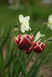 Цюльпан (Tulipa)