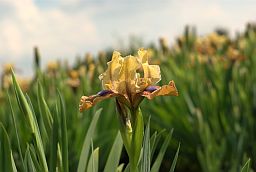 Касач (Iris)