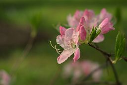 Рададэндран (Rhododendron)