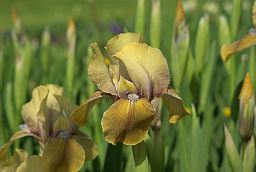 Касач (Iris)