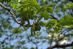 Арэх маньчжурскі (Juglans mandshurica)